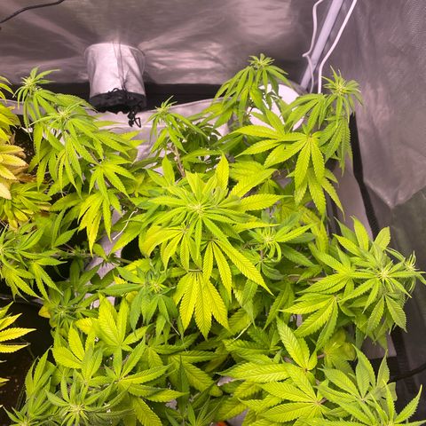 Bruce Banner growlog timeline photo