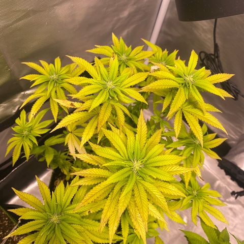 Bruce Banner growlog timeline photo