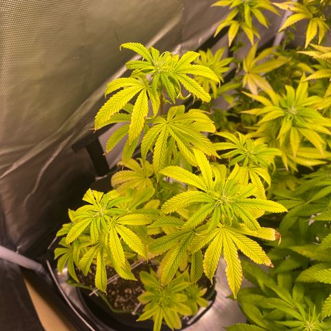 Blackberry Moonrocks growlog timeline photo