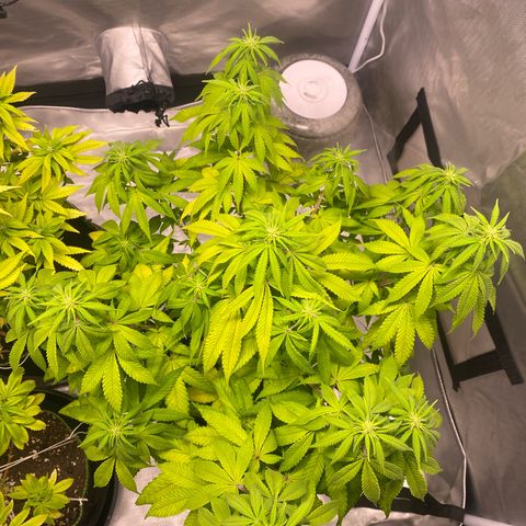 Bruce Banner growlog timeline photo