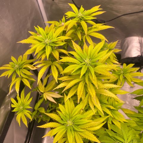 Bruce Banner growlog timeline photo