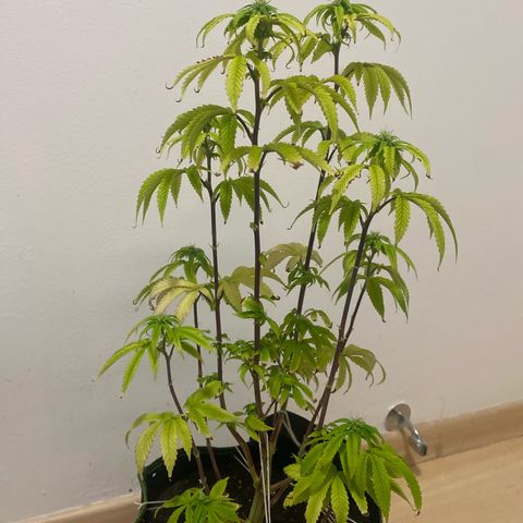 Blackberry Moonrocks growlog timeline photo