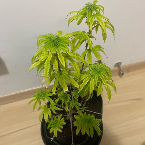 Blackberry Moonrocks growlog timeline photo