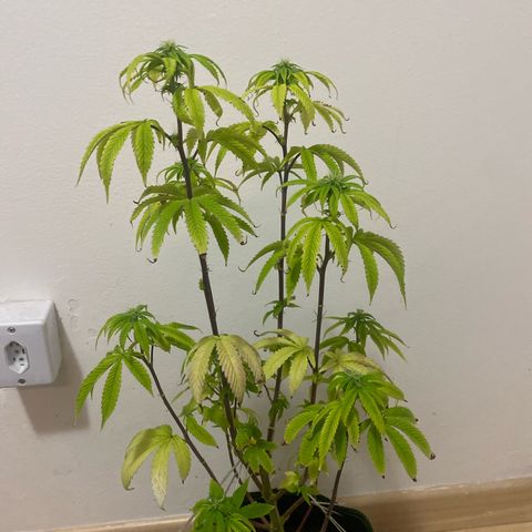 Blackberry Moonrocks growlog timeline photo