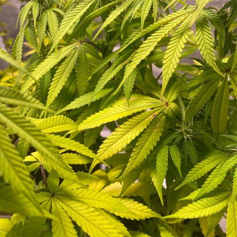 Bruce Banner growlog timeline photo