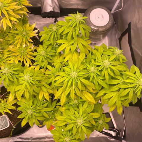Bruce Banner growlog timeline photo