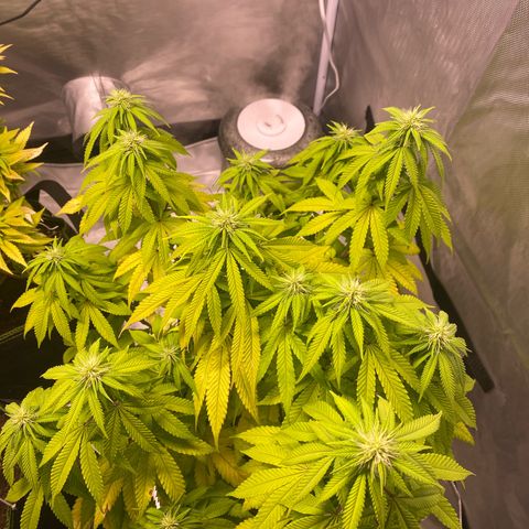 Bruce Banner growlog timeline photo