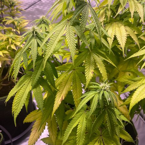 Bruce Banner growlog timeline photo
