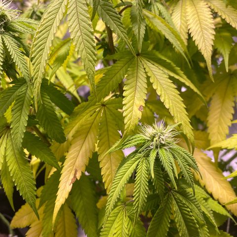 Bruce Banner growlog timeline photo