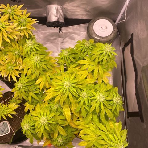 Bruce Banner growlog timeline photo