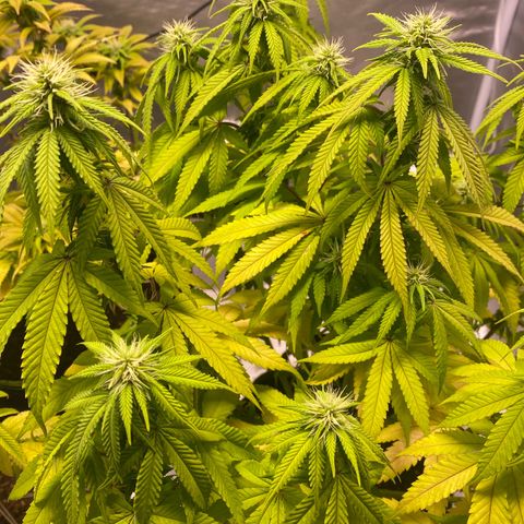 Bruce Banner growlog timeline photo