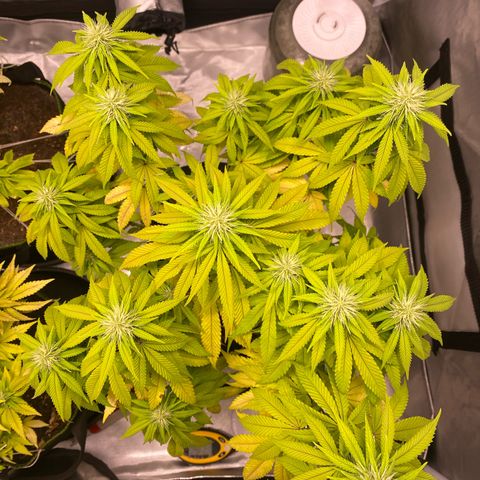 Bruce Banner growlog timeline photo