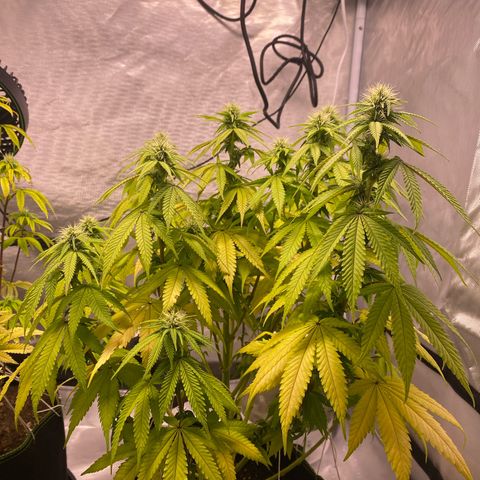 Bruce Banner growlog timeline photo