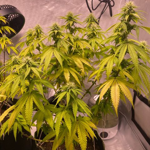 Bruce Banner growlog timeline photo