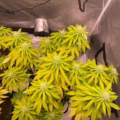 Bruce Banner growlog timeline photo