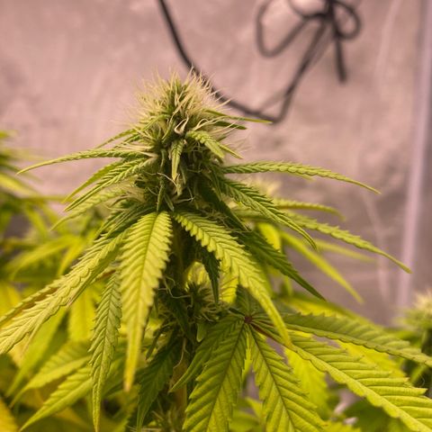 Bruce Banner growlog timeline photo