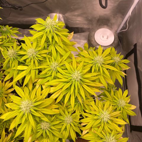 Bruce Banner growlog timeline photo