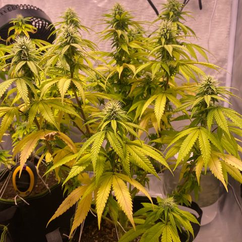 Bruce Banner growlog timeline photo