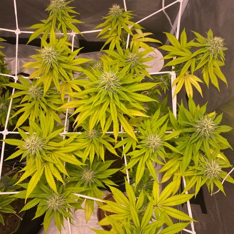 Bruce Banner growlog timeline photo
