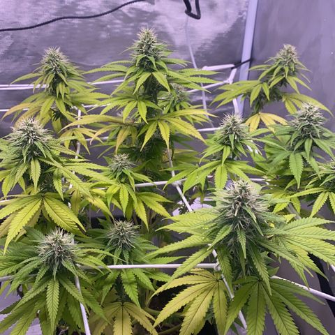 Bruce Banner growlog timeline photo