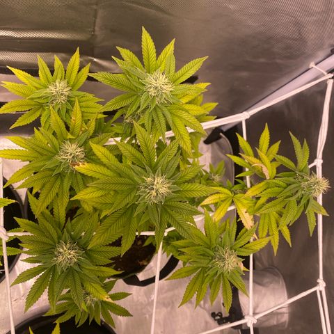Bruce Banner growlog timeline photo