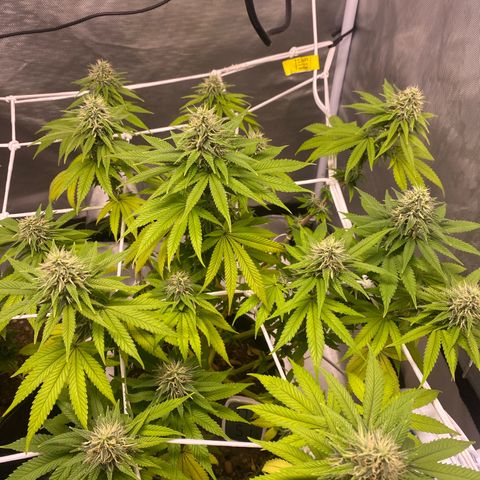 Bruce Banner growlog timeline photo