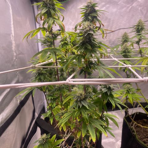 Blackberry Moonrocks growlog timeline photo