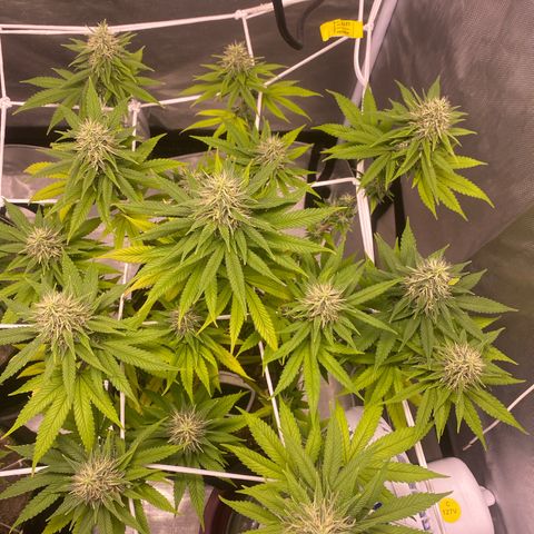 Bruce Banner growlog timeline photo