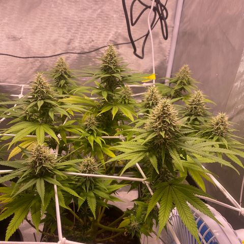 Bruce Banner growlog timeline photo