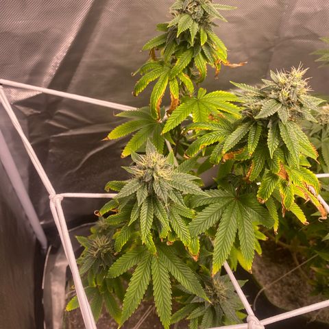 Blackberry Moonrocks growlog timeline photo