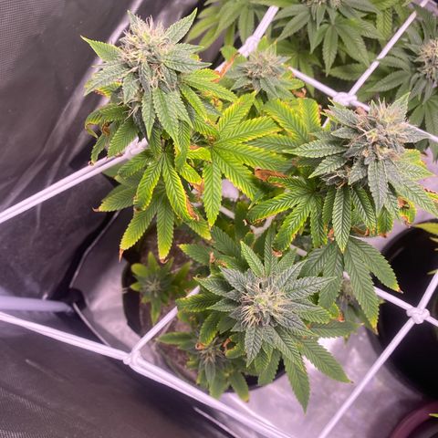 Blackberry Moonrocks growlog timeline photo