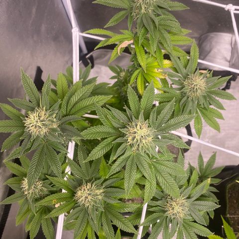 Bruce Banner growlog timeline photo