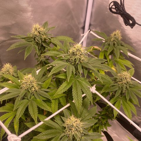Bruce Banner growlog timeline photo