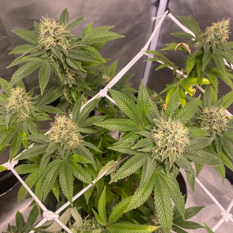Bruce Banner growlog timeline photo