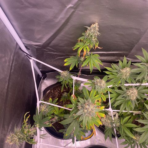 Blackberry Moonrocks growlog timeline photo