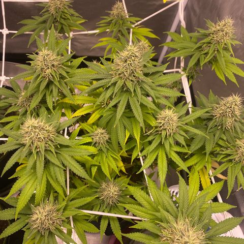 Bruce Banner growlog timeline photo