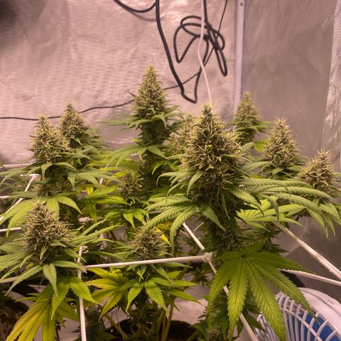 Bruce Banner growlog timeline photo