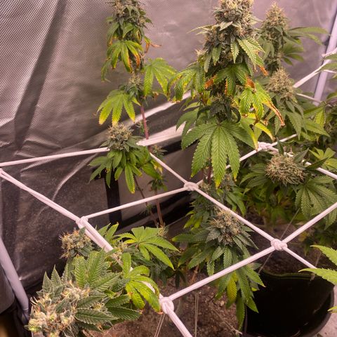 Blackberry Moonrocks growlog timeline photo