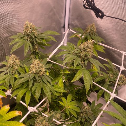 Bruce Banner growlog timeline photo