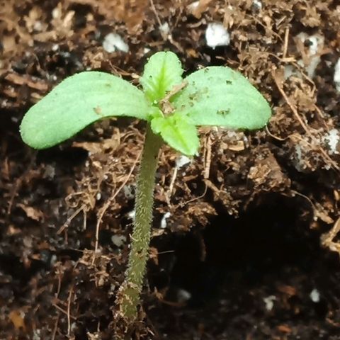 Critical Kush #1 growlog timeline photo