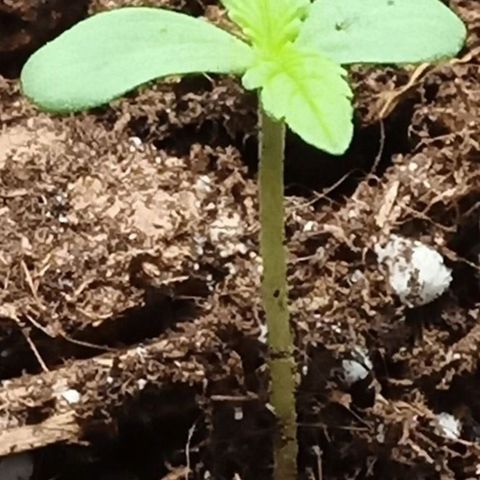 Critical Kush #1 growlog timeline photo