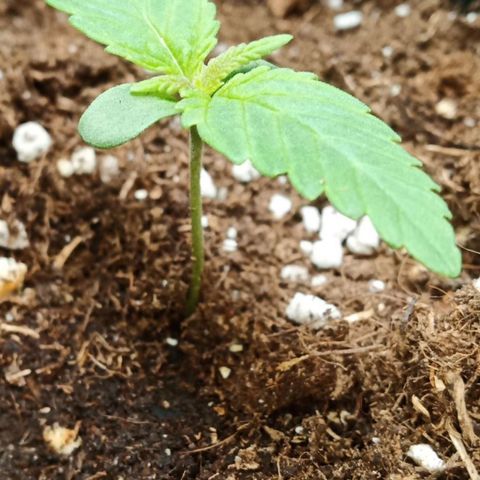 Critical Kush #1 growlog timeline photo