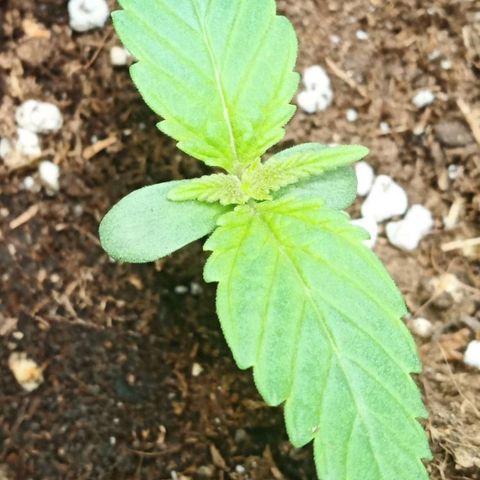 Critical Kush #1 growlog timeline photo