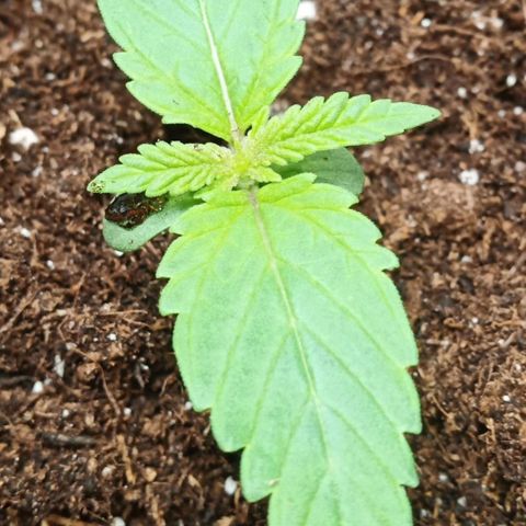 Critical Kush #1 growlog timeline photo