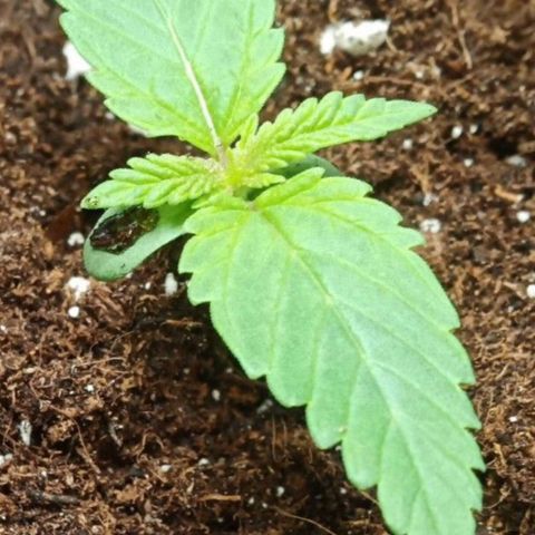 Critical Kush #1 growlog timeline photo