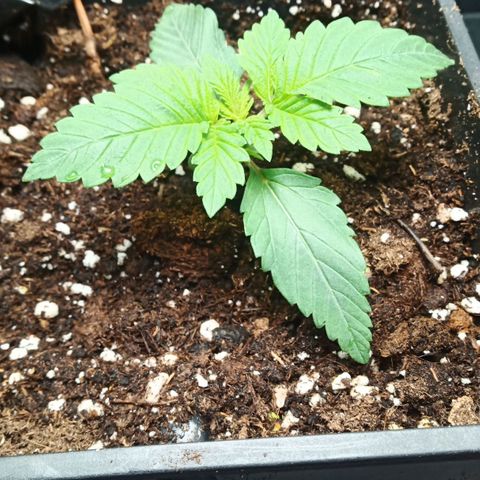 Critical Kush #1 growlog timeline photo