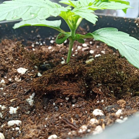 Critical Kush #1 growlog timeline photo