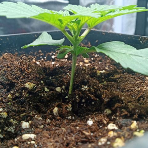 Critical Kush #1 growlog timeline photo