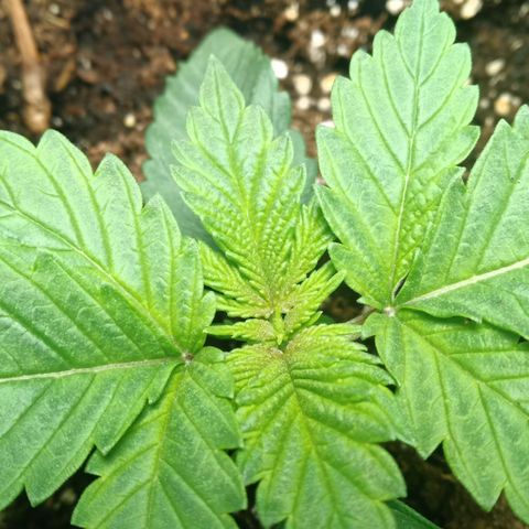 Critical Kush #1 growlog timeline photo