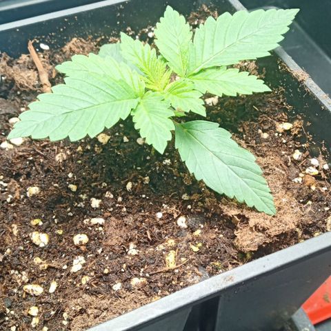Critical Kush #1 growlog timeline photo